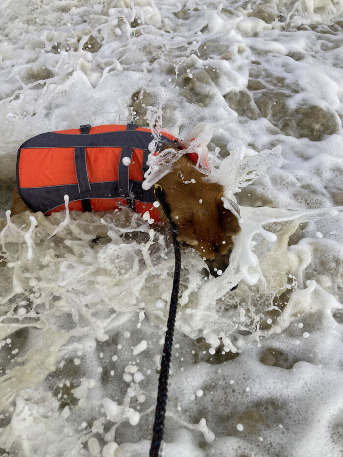 Gotta Share One More! Here's Stilgar At The Beach Getting "Wiped Out" By An Unexpectedly Big Wave (He Was Okay!) He Is A Total Beach Bum, Perfect For Southern California!