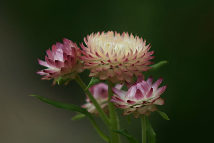 Since I Have No Talent To Keep Plants Alive For Long, I Have Mostly Annual Flowers In My Garden. Strawflowers Are Among My Favourites!