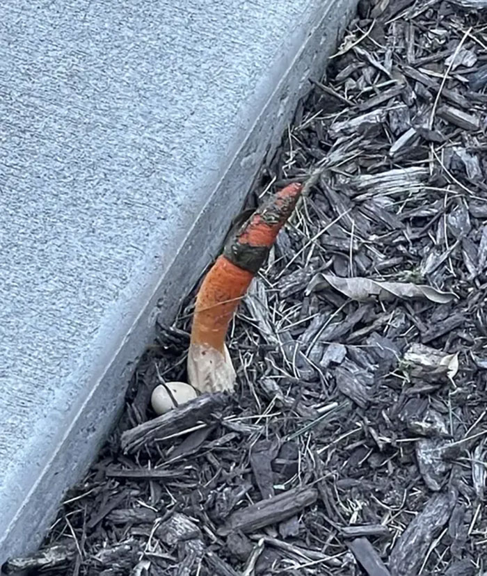 I Watched Slither Last Night And Invasion Of The Body Snatchers And Found This Thing Growing In My Yard. It’s 7 Inches And It’s Bright Orange