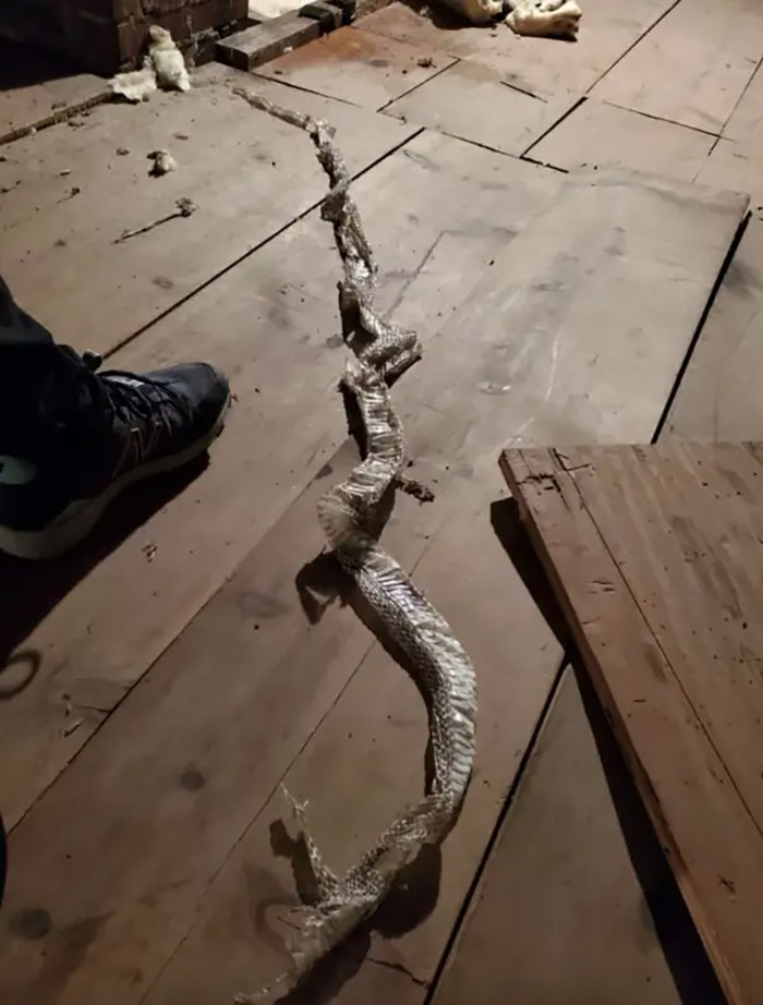 When You Go Into Your Attic For The First Time And Find A Recently Discarded Snake Skin