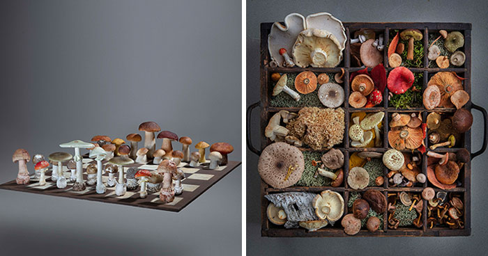 I Create Mushroom Flatlays, And Here Are My 40 Best Photographs Of Them