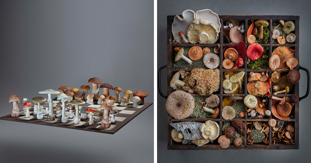 To Celebrate The Beauty Of Nature, I Create Mushroom Flatlays Curated Straight From The Woods (40 Pics) - Vimarsana News