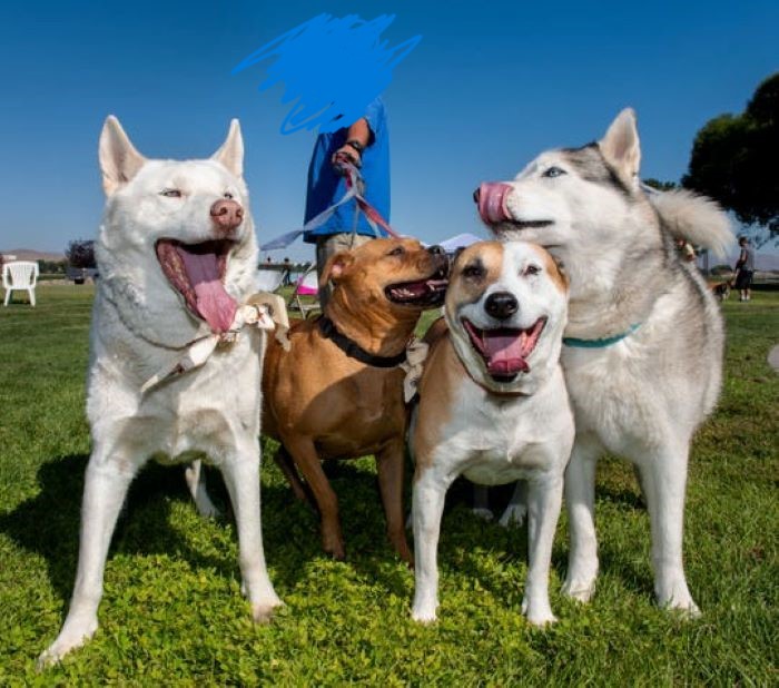 Where Ever These Fuzzbutts Are...they Are All Rescues