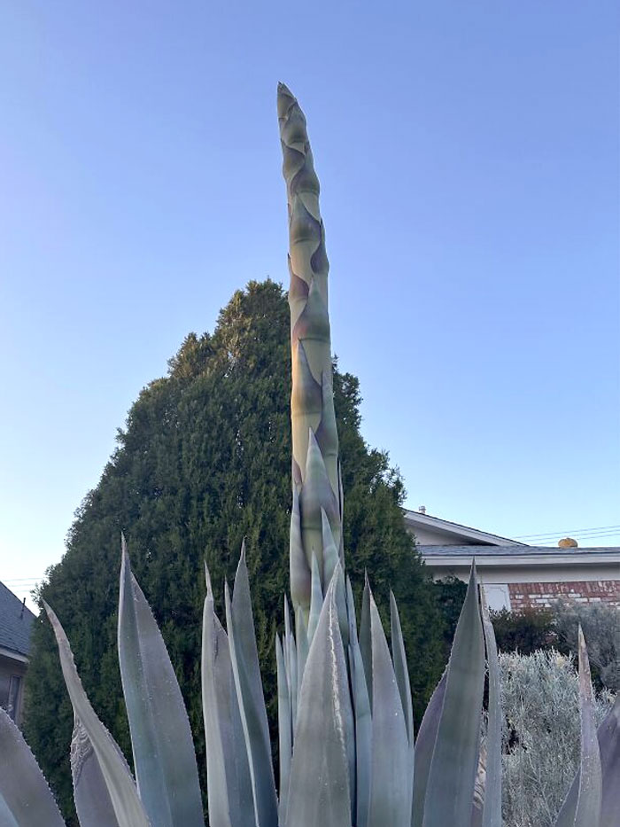 El agave en flor de mi vecino parece un espárrago gigante