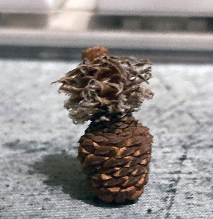 This Tiny Pinecone Looks Like A Pineapple. It Is Also The Size Of A Fingernail