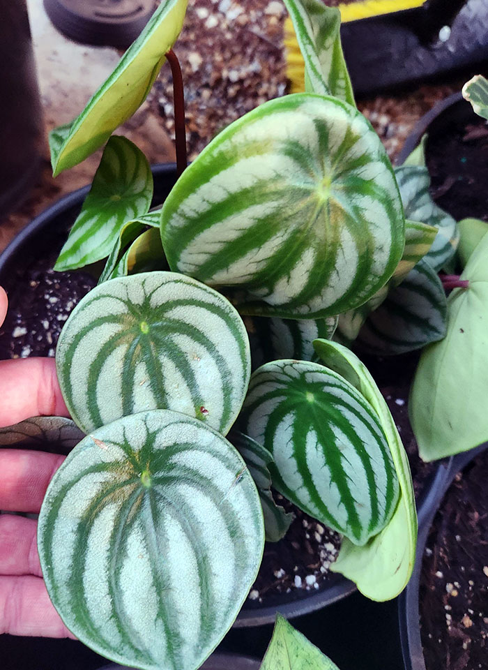 This Plant Has Leaves That Look Like Watermelons