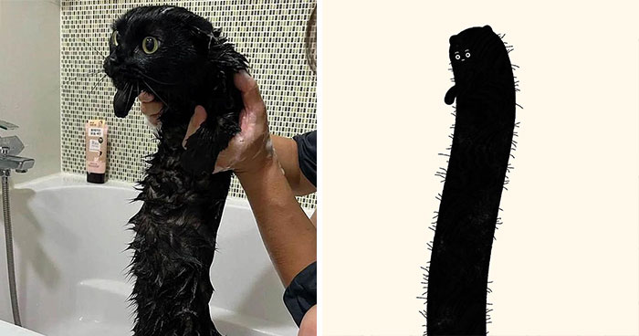 30 Of The Funniest Internet-Famous Cat Pics Get Illustrated By Daily Purrr (New Pics)