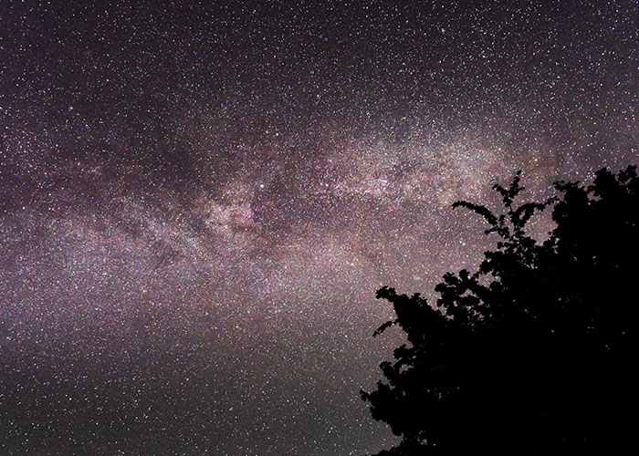 Starry night sky with Milky Way visible above silhouetted trees, illustrating unique college courses in astronomy and space.
