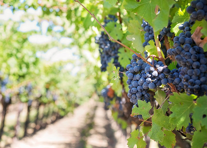 Close-up of grape clusters on vines in a vineyard, representing one of the unique college courses you probably never knew existed.