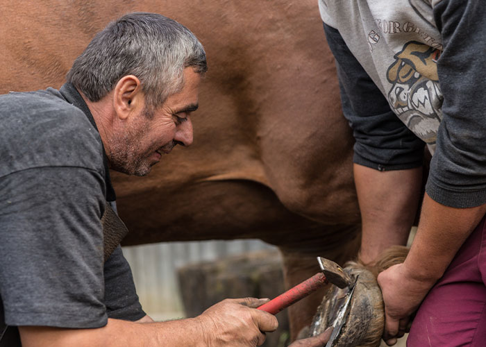 Man demonstrating farrier skills on a horse hoof as part of unique college courses related to animal care.