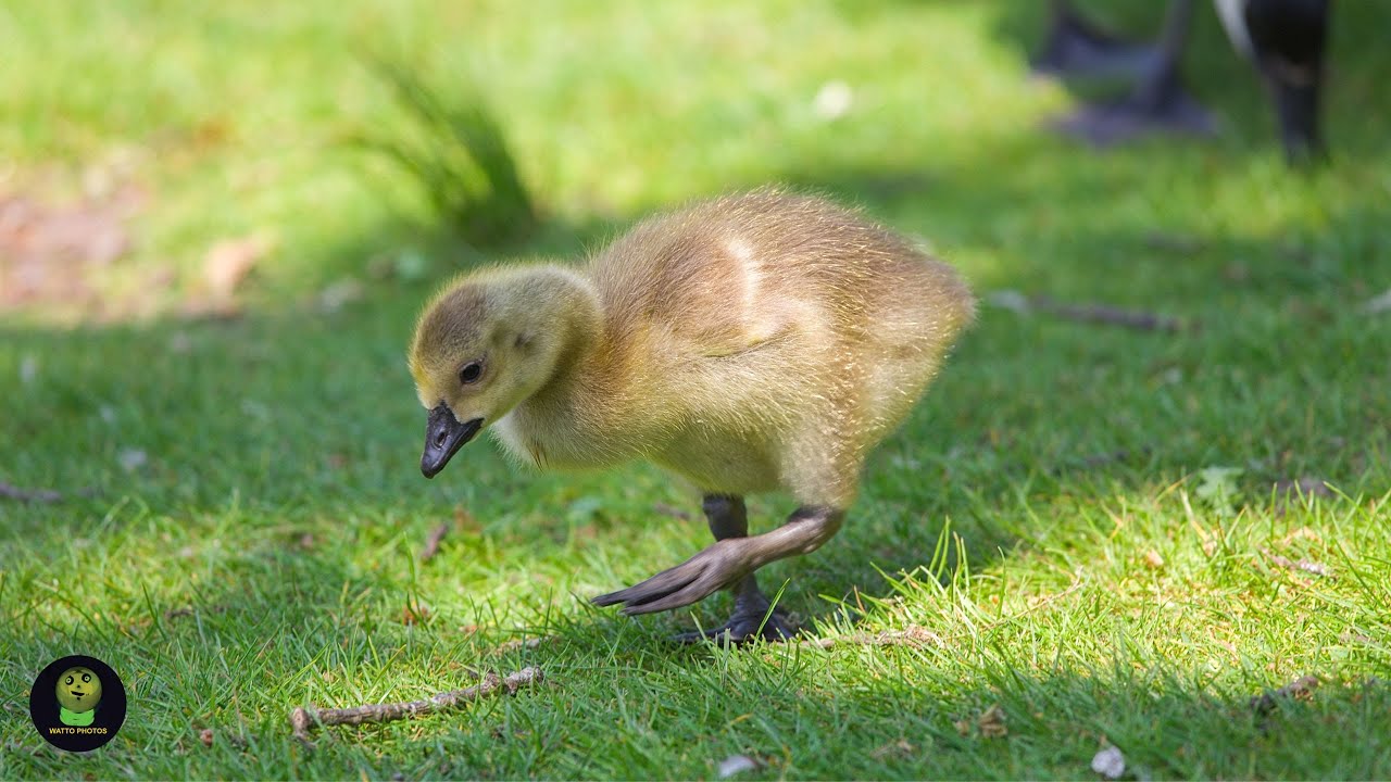 Baby Goslings Enjoy The English Summer