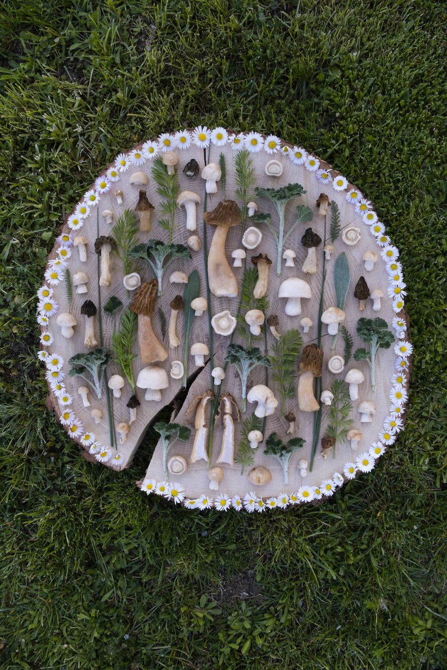 Celebrating Nature's Masterpiece: Stunning Mushroom Flatlays Curated Straight From The Woods By Moritz Schmid
