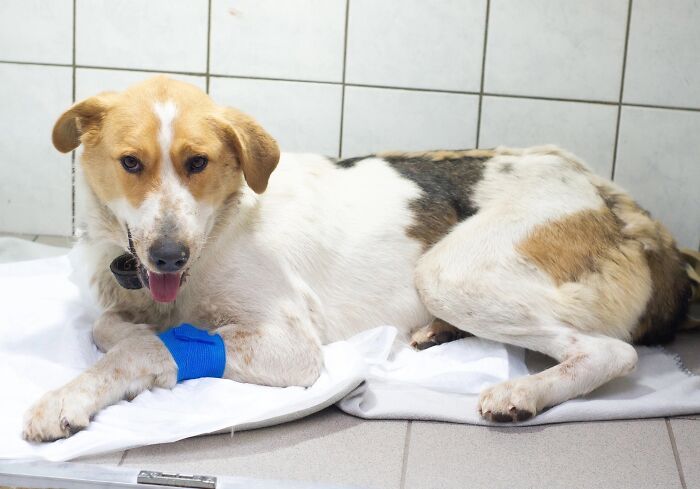 Marusya Was Hit By A Train, But She Survived And Is Currently In Search For A New Home