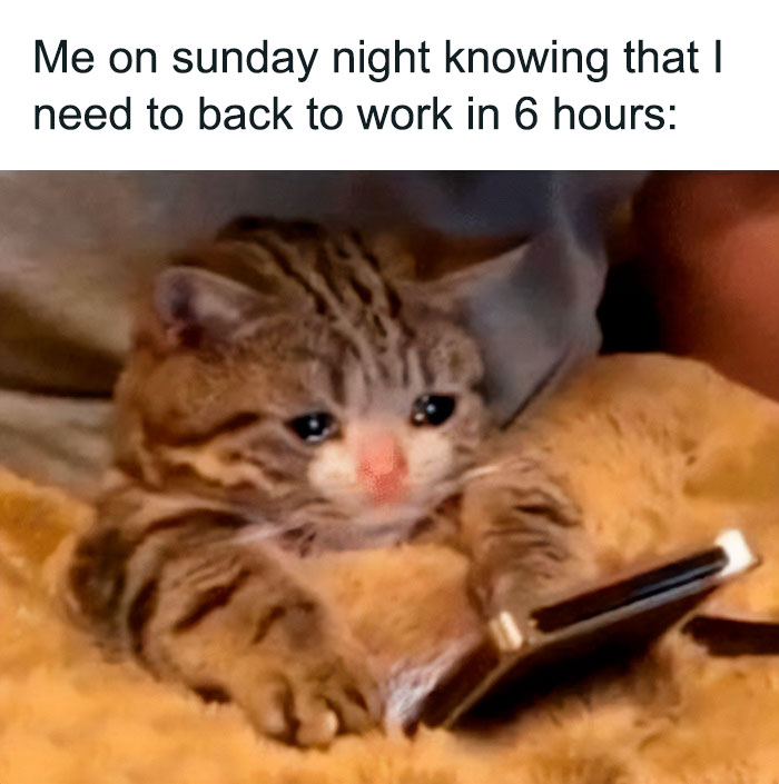 Weekend meme with cat crying and scrolling smartphone