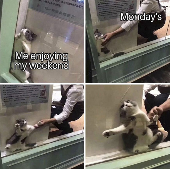 Meme about weekend and Monday with cat behind the glass