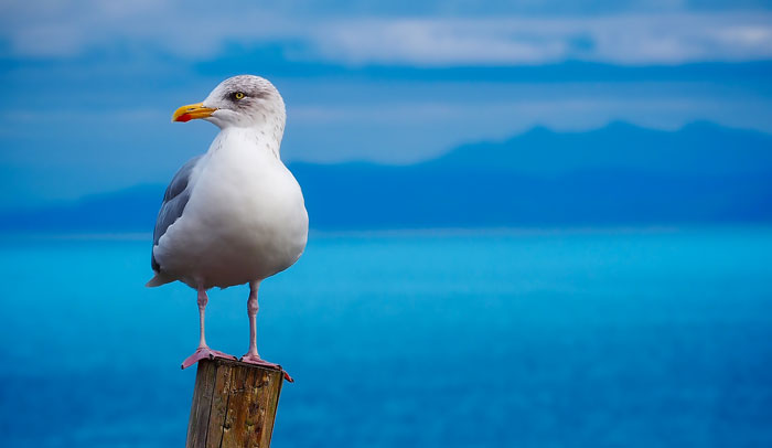 seagull standing on the wooden column
