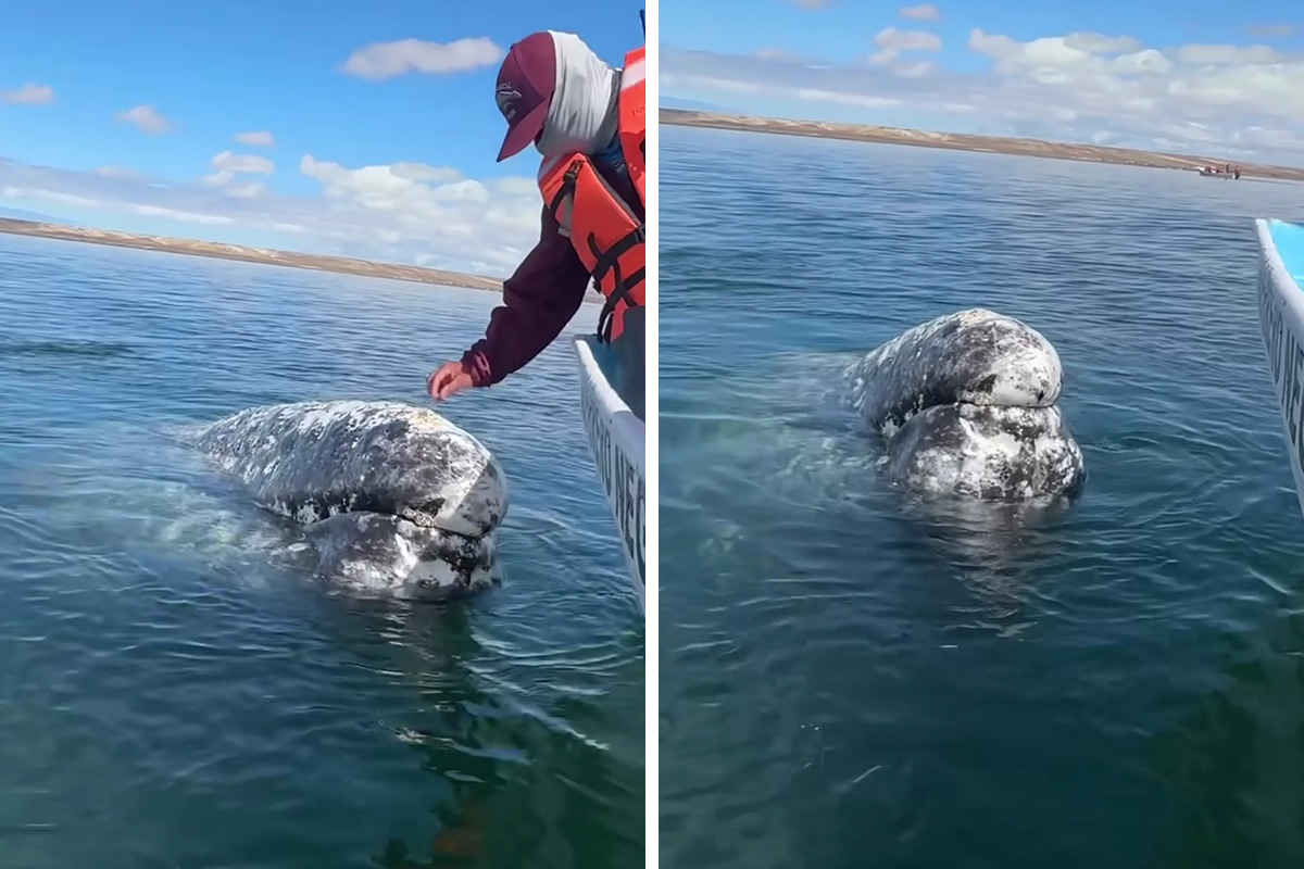 Incredible Moment As Whale Swims Up To Captain And Makes An Unusual Request Caught On Video Bored Panda