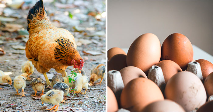 Thank You, Science: The Eternal Question, “What Came First, The Chicken Or The Egg?” Is Finally Answered
