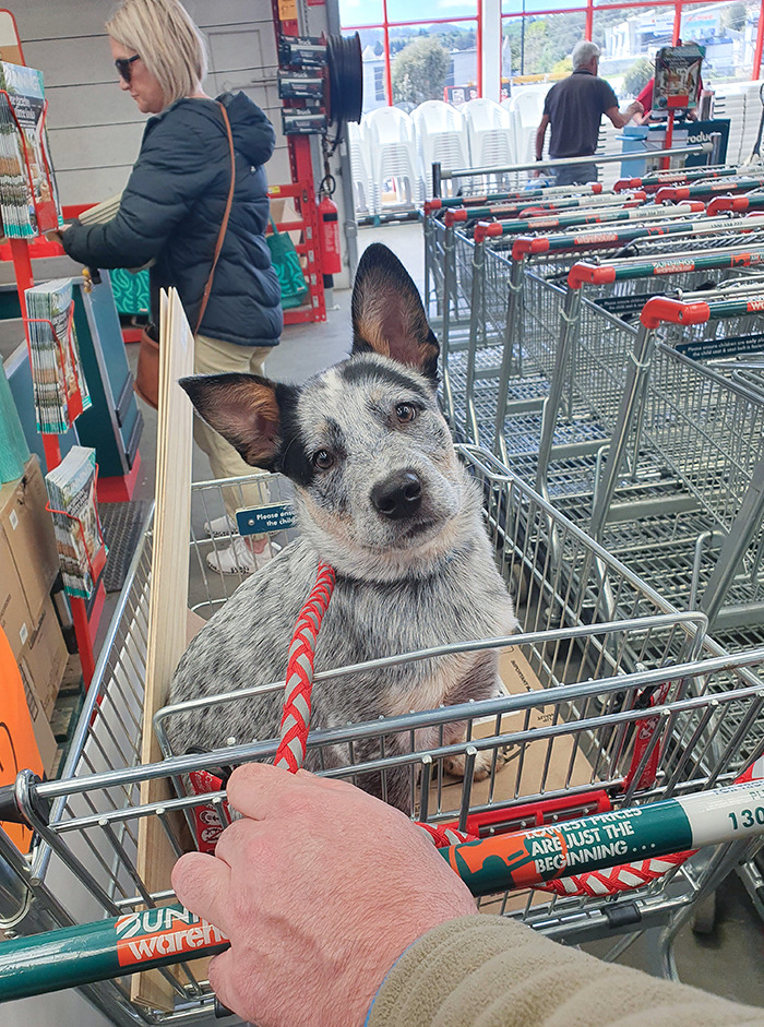 Barney's First Visit To Bunnings (A Hardware Store In Australia). Dogs Are Allowed To Visit If They Stay In The Trolley