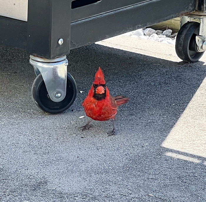 Spike, My Cardinal Buddy Came To Visit Me Today