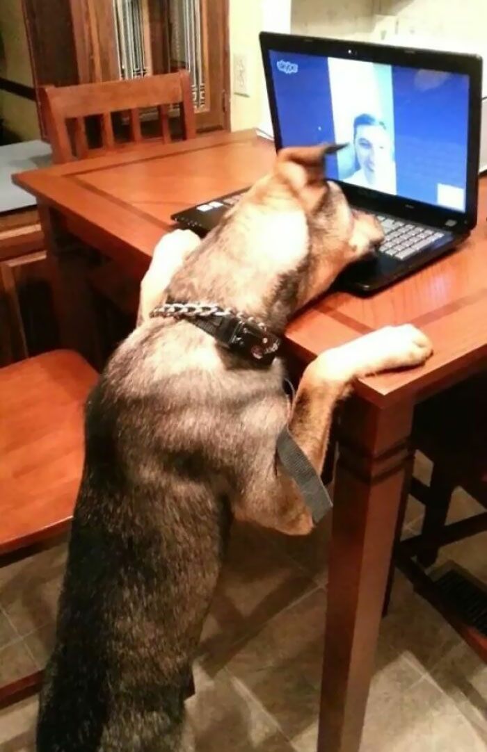 My Brother Is In Another State Right Now Due To His Job. His Wife Decided To Set Up A Skype Date For Him And His Dog