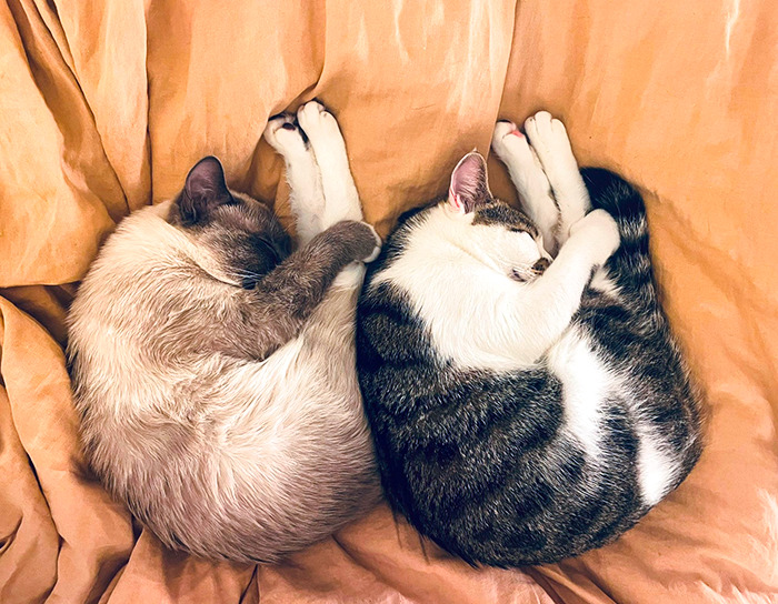  My Kitties (Brothers, 10 Months) Are So Connected. They Always Do The Same Things. So Cute