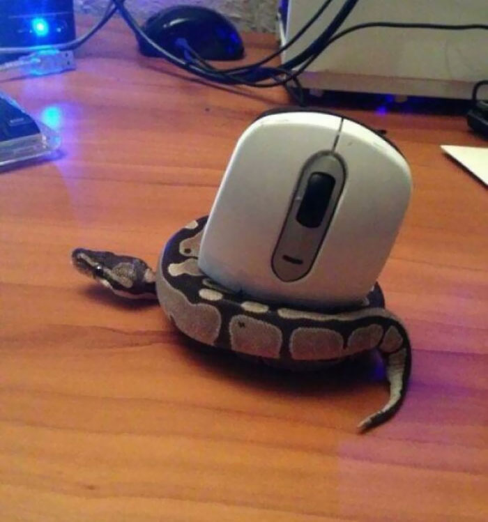 A Snake Has Caught A Mouse. He's A Little Confused, But He Got The Spirit