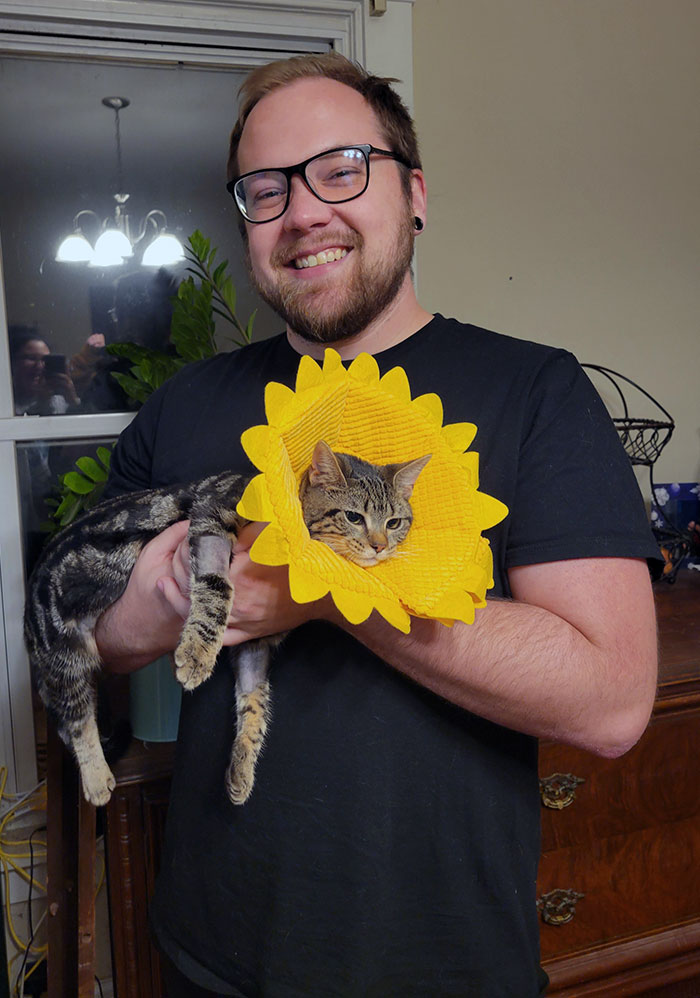 Our Kitten Got Spayed So My Wife Bought Her A Sunflower Cone. She Was Not Amused