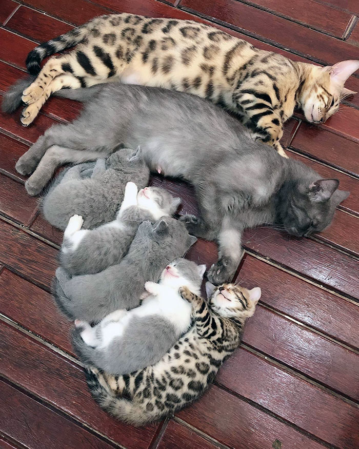 Cozy Cats' Family