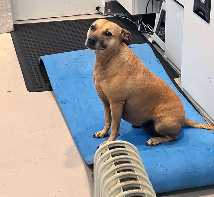 This Good Girl Wandered Into My Gym This Morning
