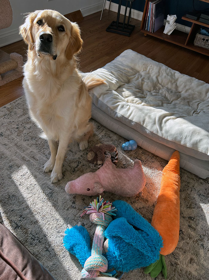 Odin Brought Me Almost Every Single One Of His Toys This Morning