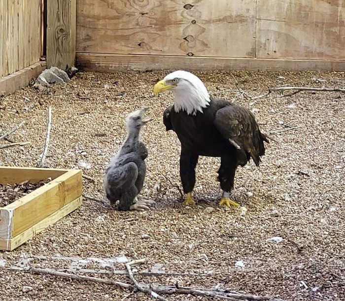 Murphy, The Bald Eagle That Was Trying To Hatch A Rock, Has Been Given A Chick To Raise. Here He Is Feeding It