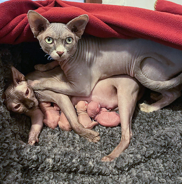 Lilith, Clancy And Their 4 Newborn Kittens