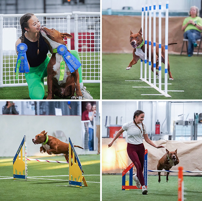 After Almost 1.5 Years Of Training, I Entered My 6-Year-Old Rescue Bully In His First Agility Competition. He Was The Only Pitbull-Type Dog There