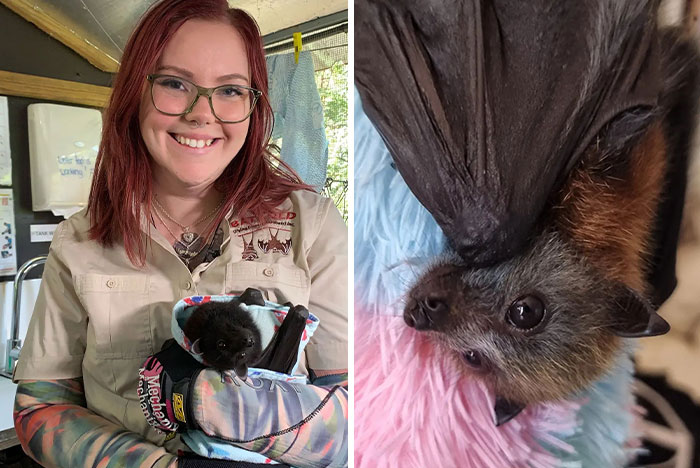 This Wildlife Vet Nurse Rescues And Rehabilitates Orphaned Baby Bats