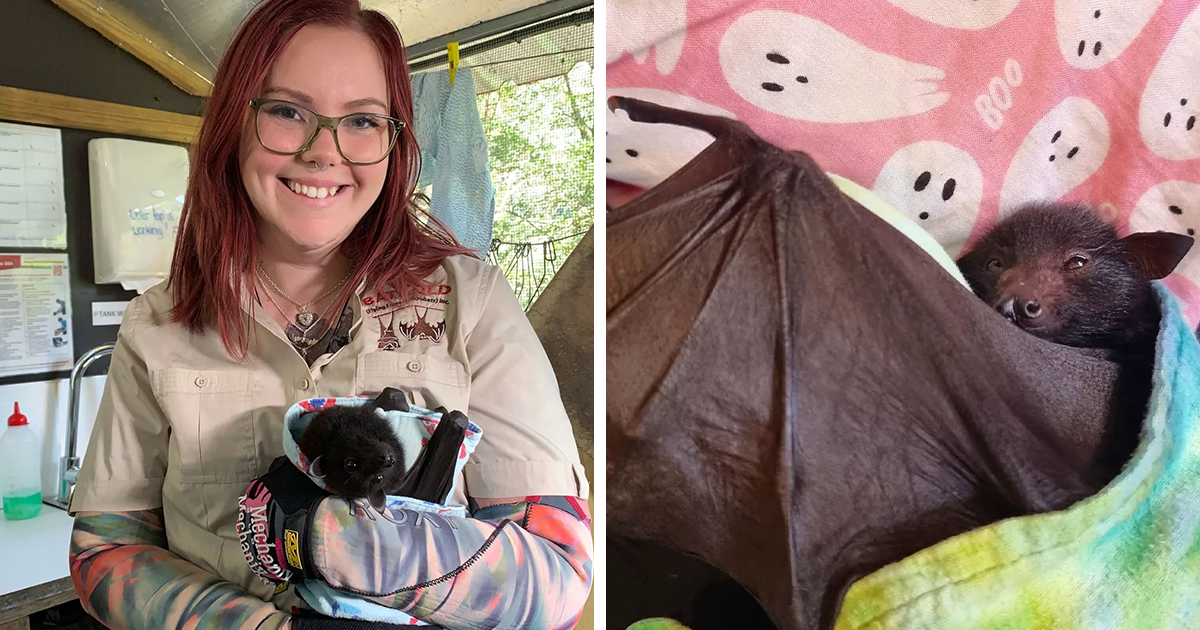 This Wildlife Vet Nurse Rescues And Rehabilitates Orphaned Baby Bats