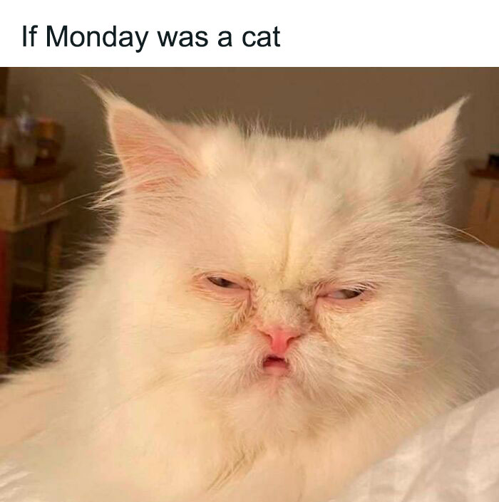 grumpy cat monday meme