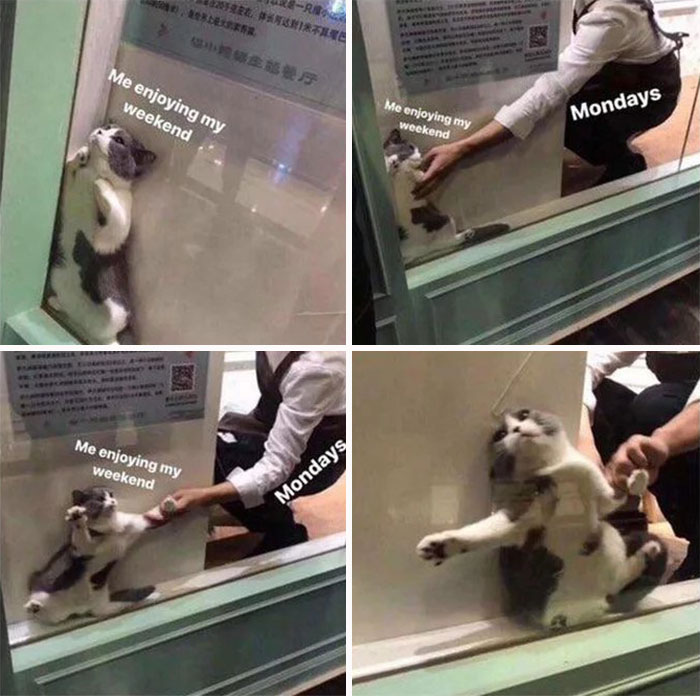 Monday Rescued 65 Monday Memes To Make Your Monday A Little Less Miserable | Bored Panda