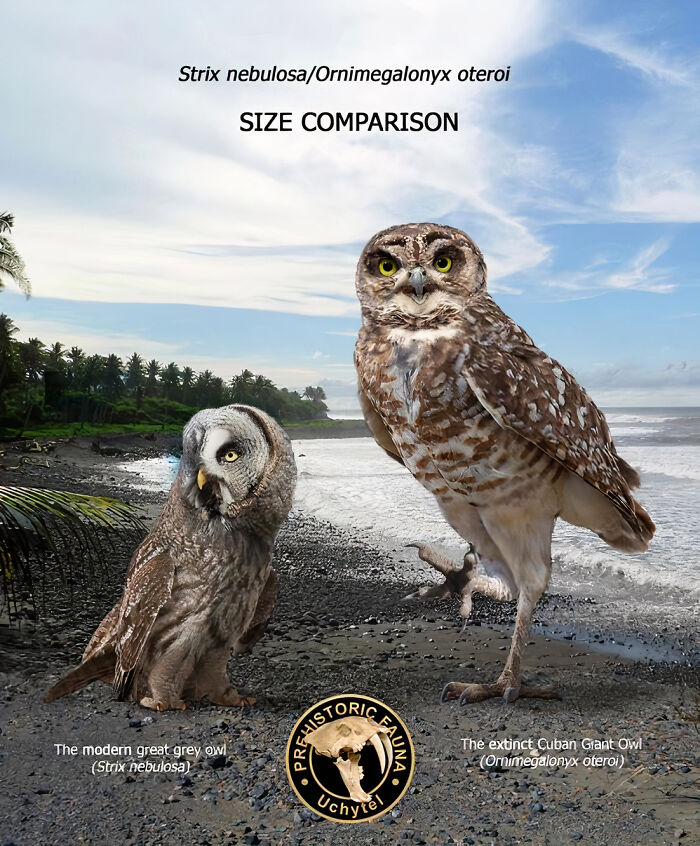 The Modern Great Grey Owl And The Extinct Cuban Giant Owl