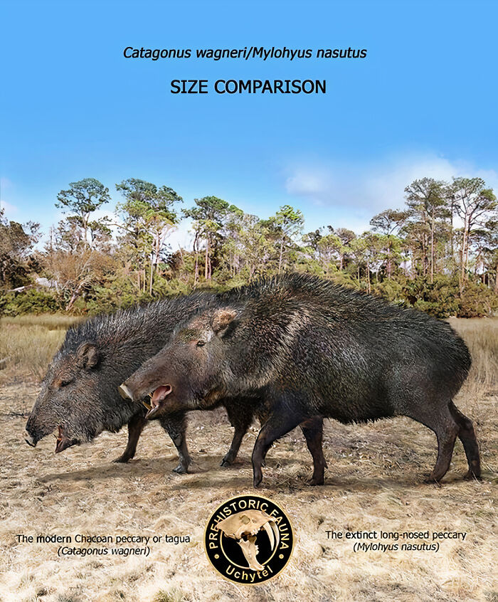 The Modern Chacoan Peccary Or Tagua And The Extinct Long-Nosed Peccary