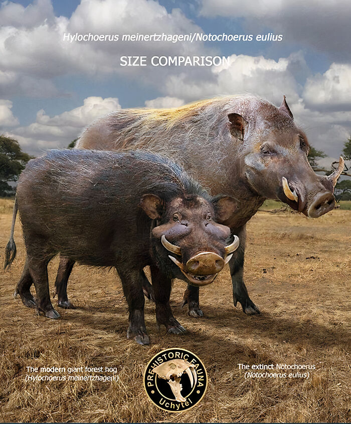 The Modern Giant Forest Hog And The Extinct Notochoerus