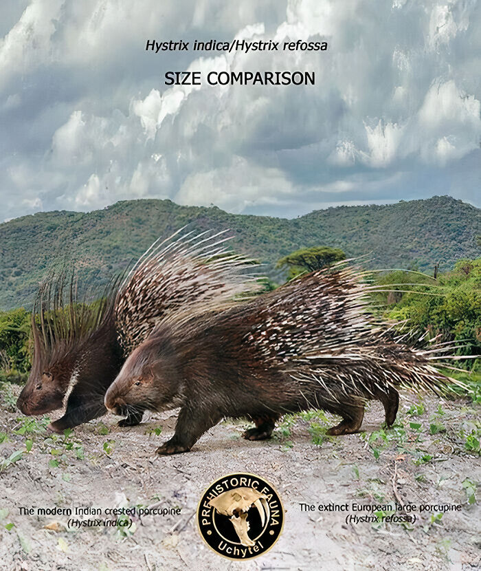 Size comparison of the extinct European large porcupine and the modern Indian crested porcupine in natural habitat.