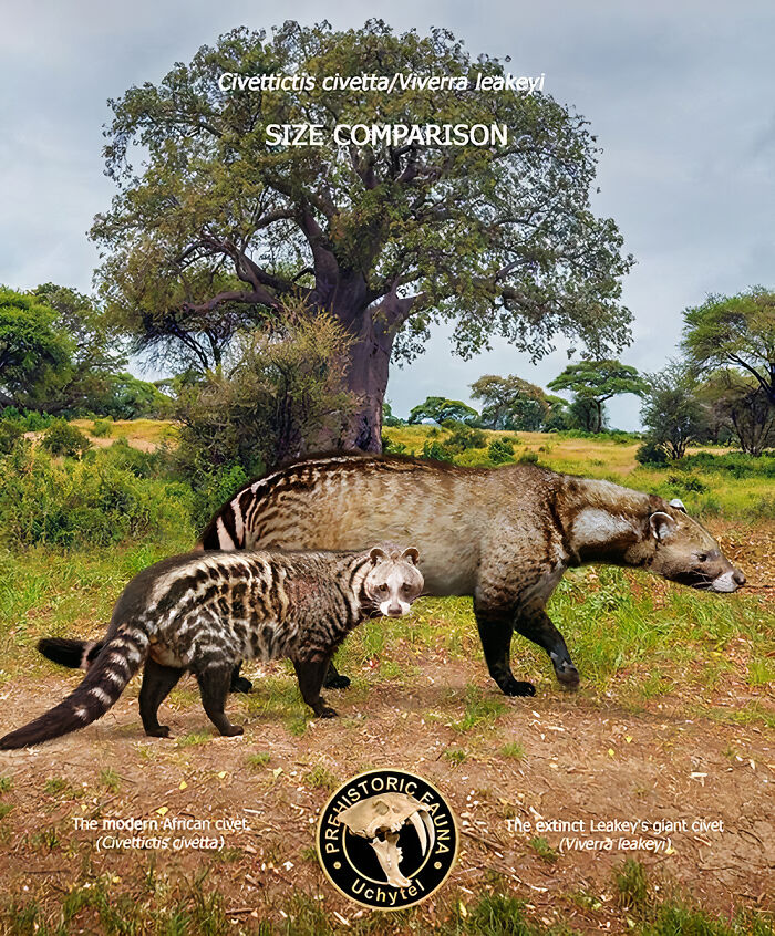 Size comparison of extinct species and their modern relatives showing Leakey’s giant civet and modern African civet.