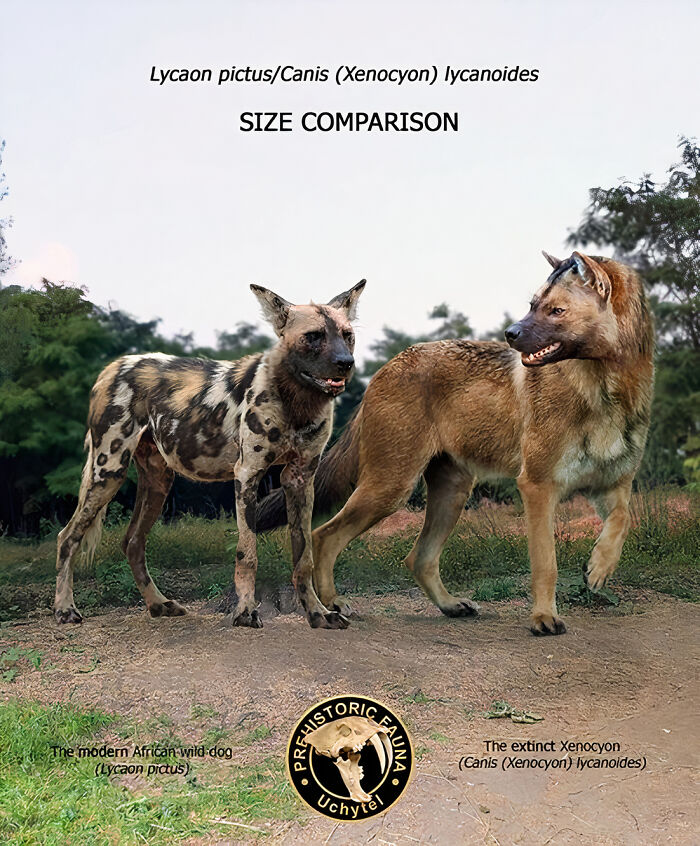 The Modern African Wild Dog And The Extinct Xenocyon