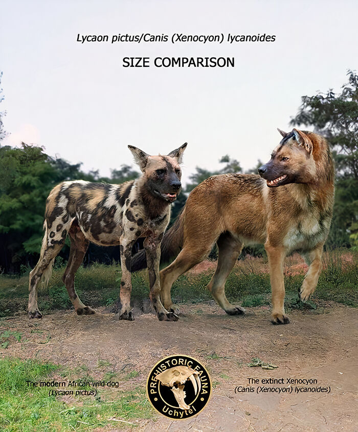Size comparison of extinct Xenocyon lycanoides and modern African wild dog Lycaon pictus in prehistoric fauna.
