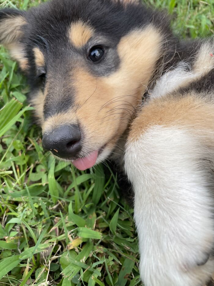 This Is Bailey. She Likes To Stick Her Tongue Out At People