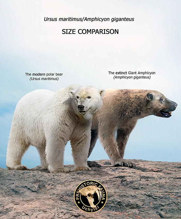 The Modern Polar Bear And The Extinct Giant Amphicyon