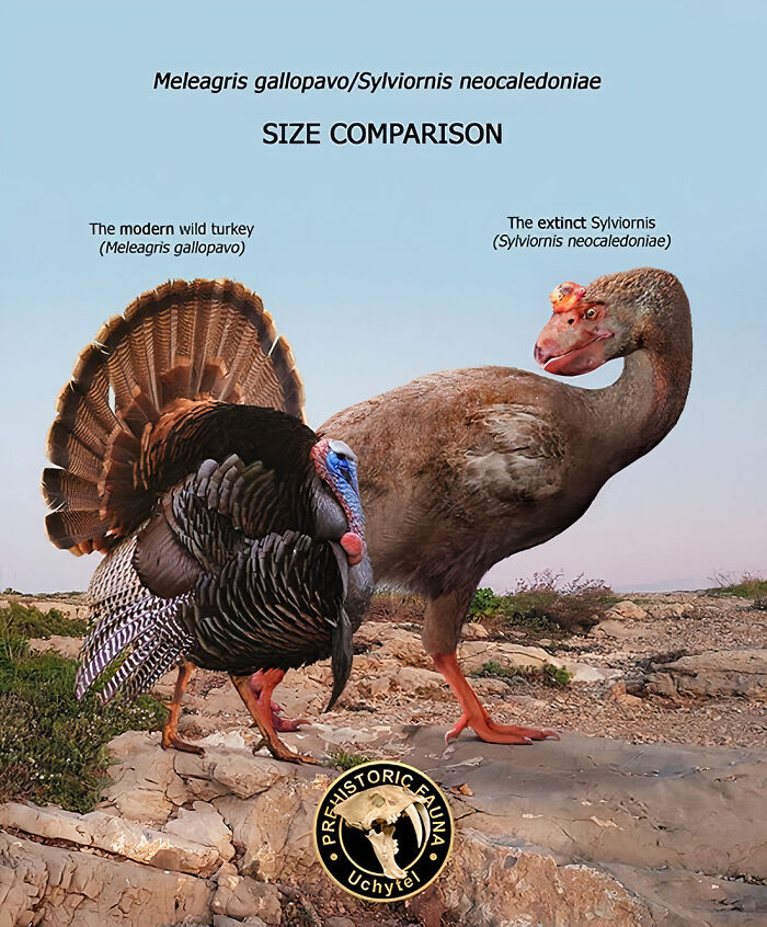 The Modern Wild Turkey And The Extinct Sylviornis