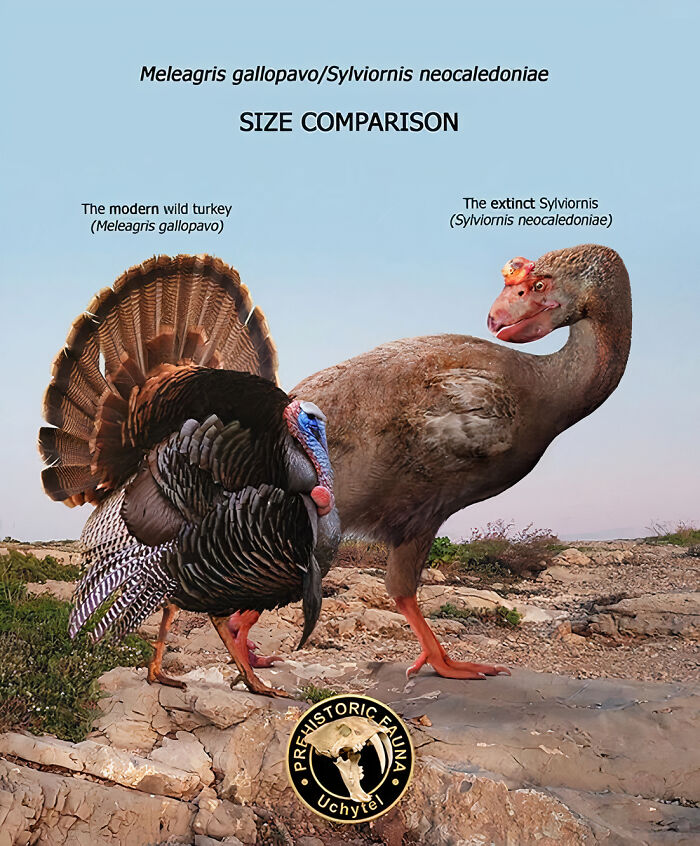 Size comparison of extinct Sylviornis and modern wild turkey illustrating differences in extinct species and modern relatives.