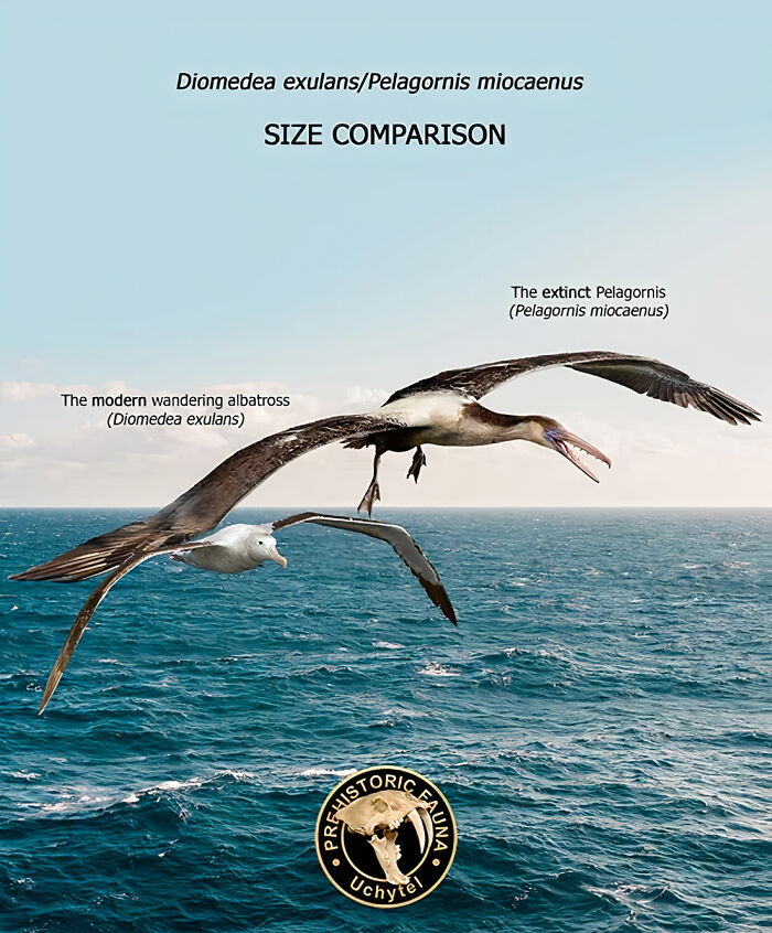 The Modern Wandering Albatross And The Extinct Pelagornis